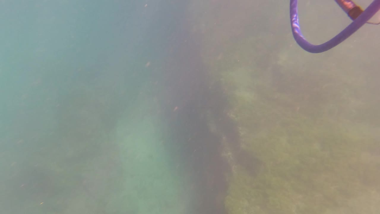 Underwater seabed in San Jose del Cabo with turquoise water, green marine vegetation on rocks, drifting particles, and a purple diving hose near the top edge, no visible people.