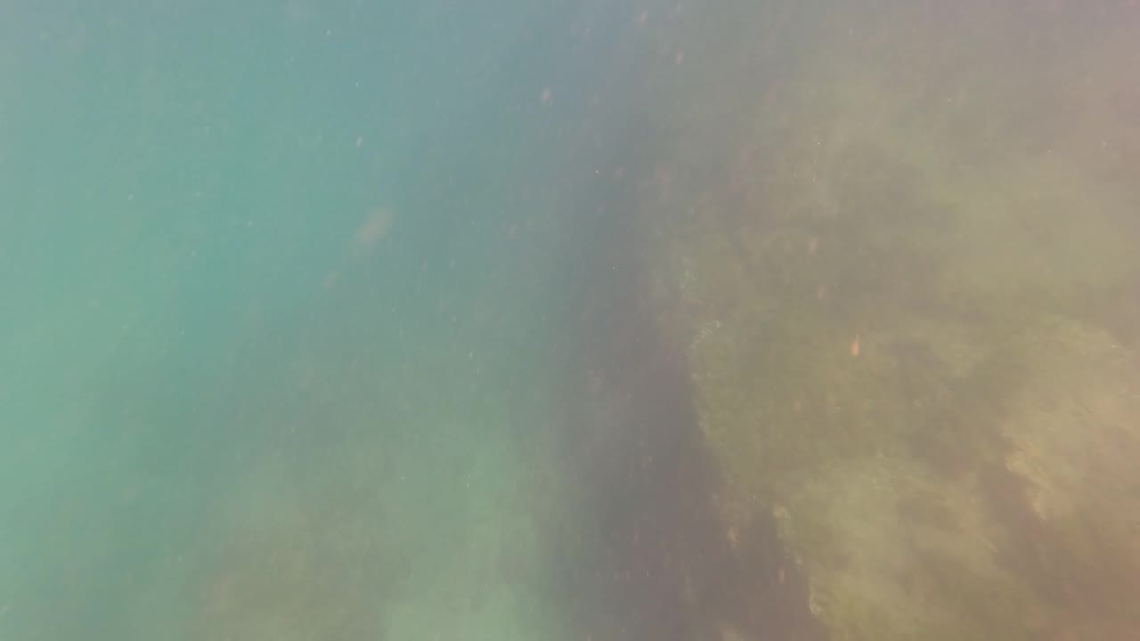Turquoise underwater scene with a dark rock line and pale seabed vegetation.