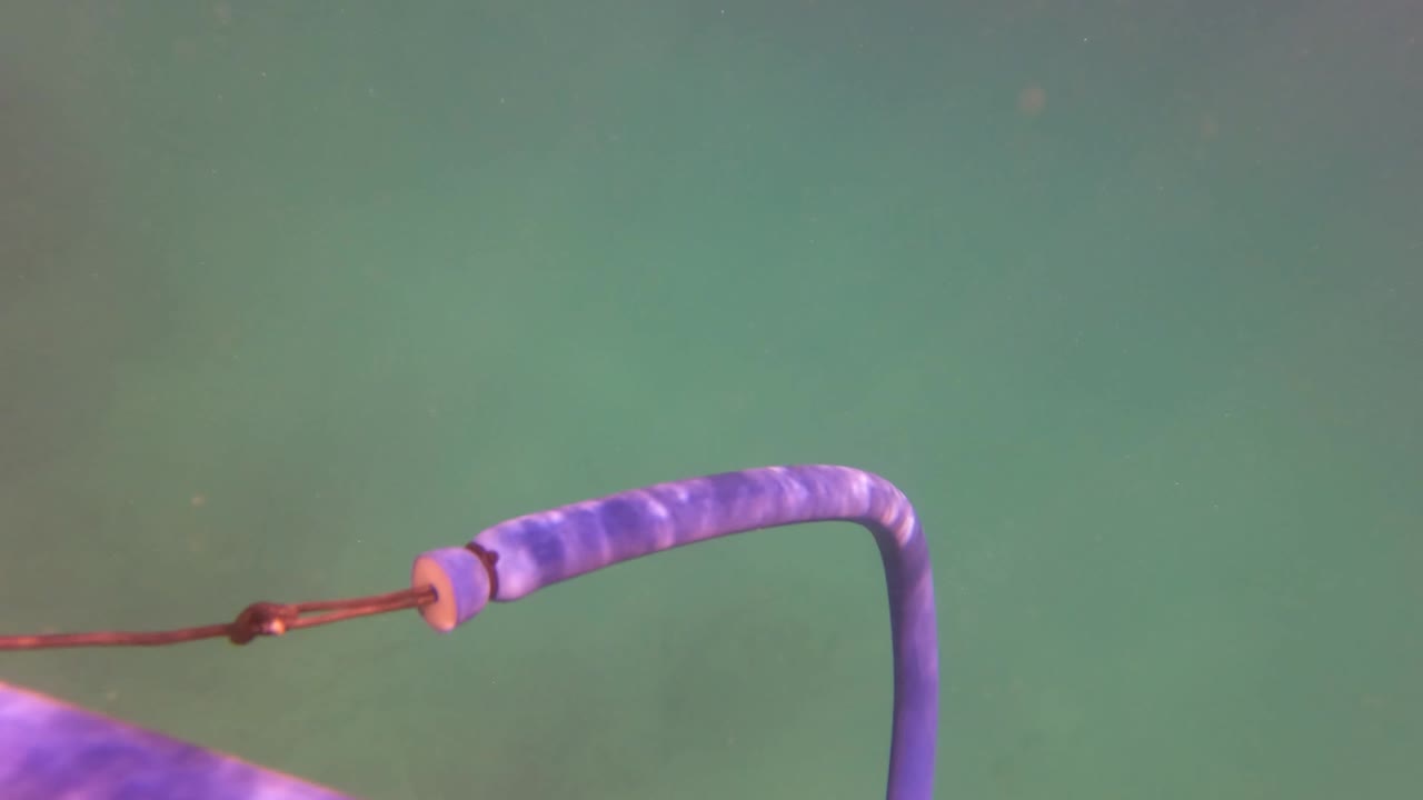 Purple hose underwater in green water.
