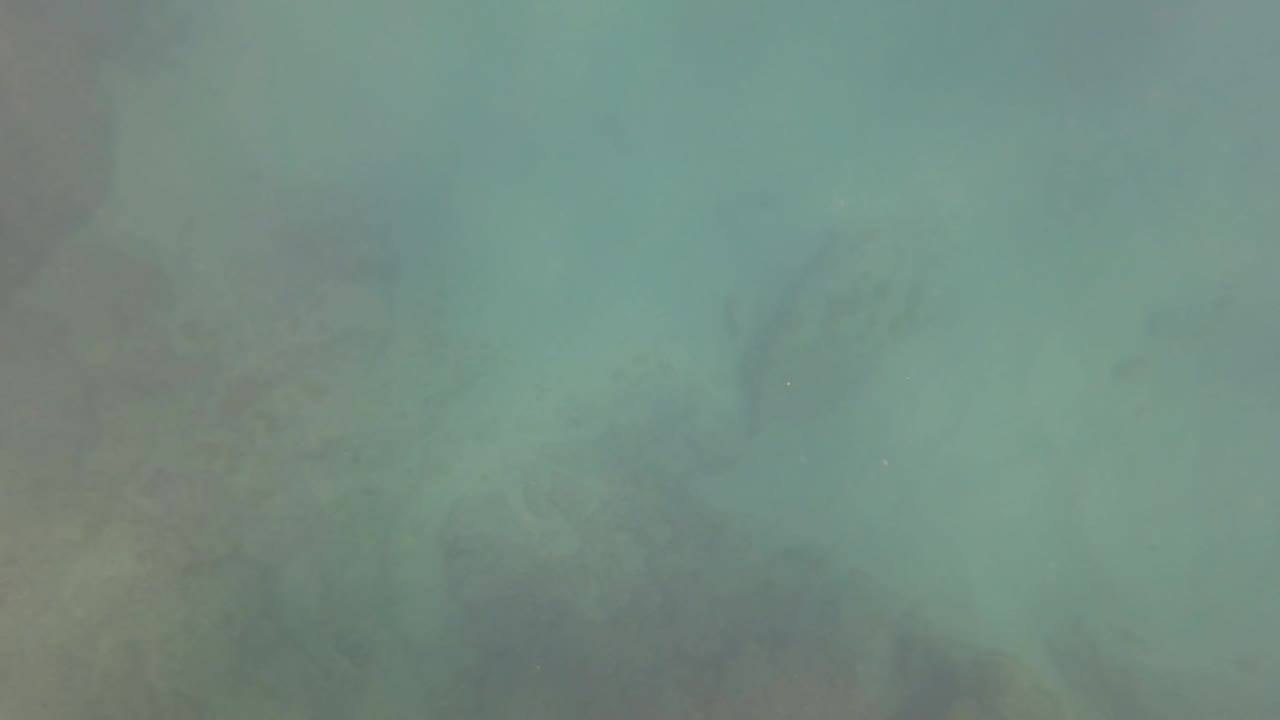 Green underwater haze in San Jose Del Cabo with dim seabed shapes and small suspended particles, with no visible people.