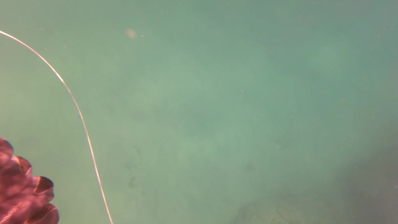 Partial reddish fish and curved line in green water.