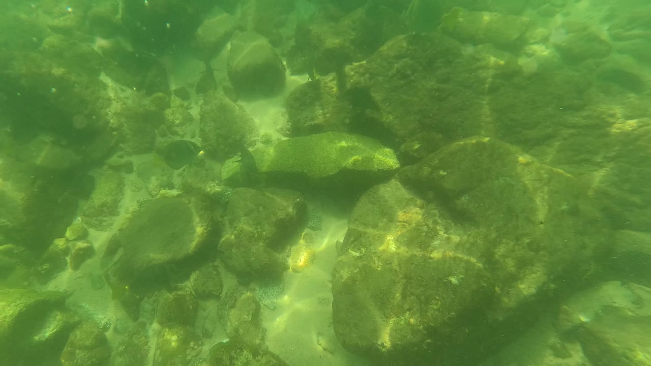 Green underwater view of rocks and small fish over a stream bed.