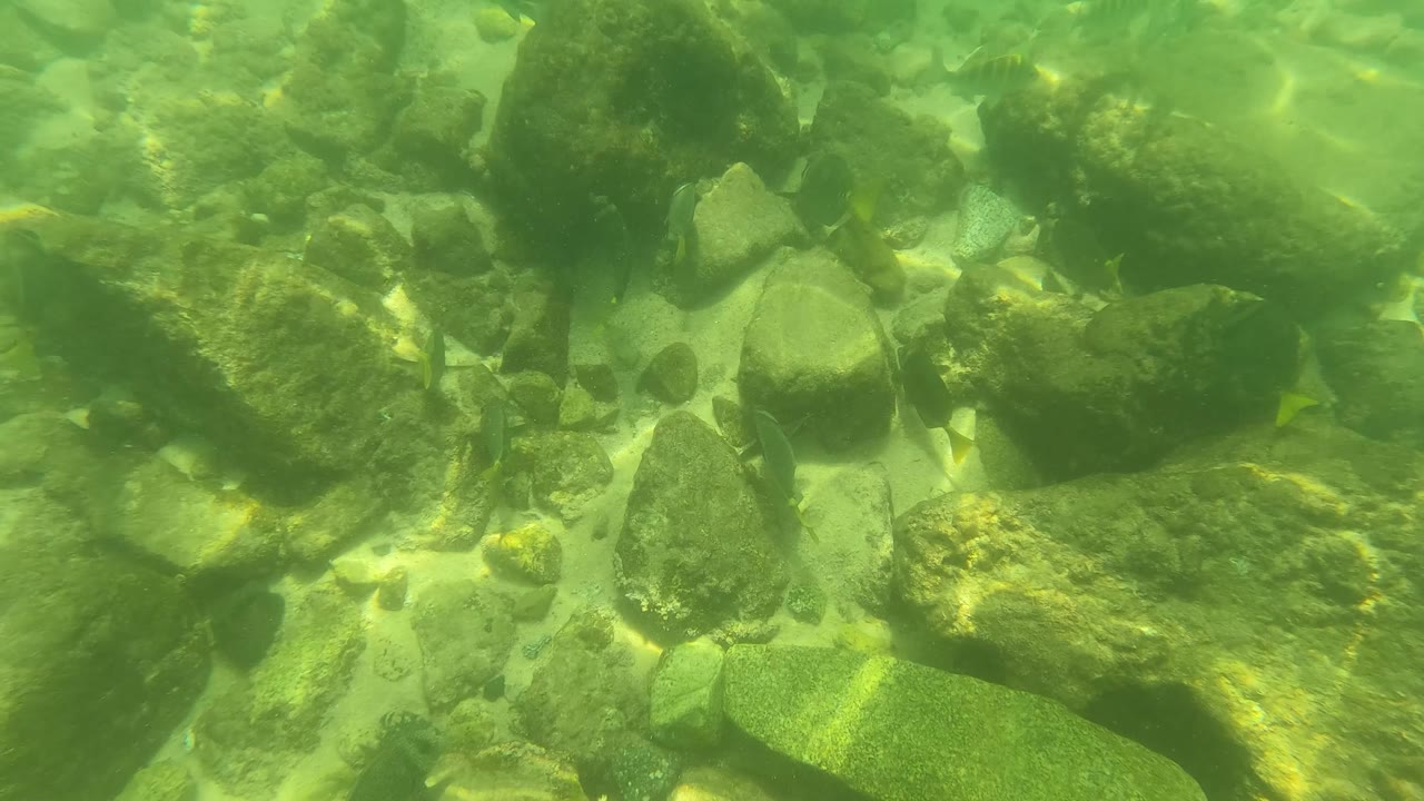 Underwater in San Jose del Cabo, larger rounded rocks and scattered stones fill the frame while small fish appear near the right side, with no visible people.