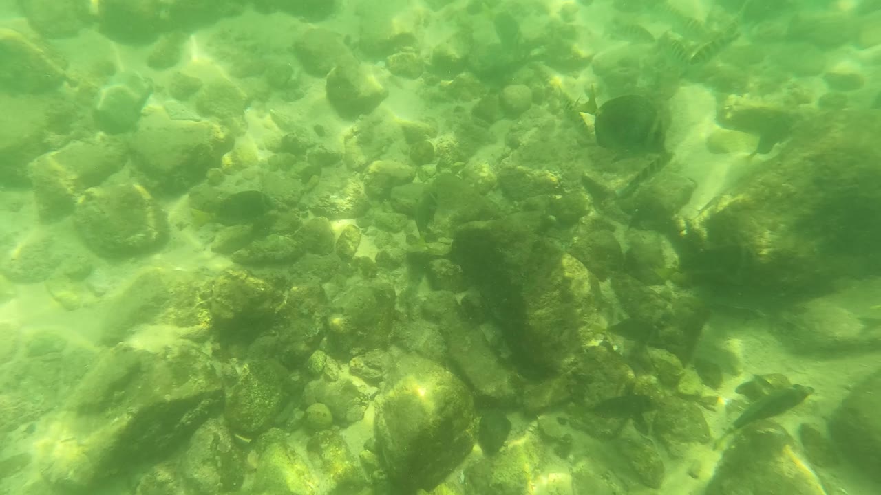 A green underwater view in San Jose del Cabo shows broad rocks, pebbles, pale sand, and a few small fish low in the frame, with no visible people.