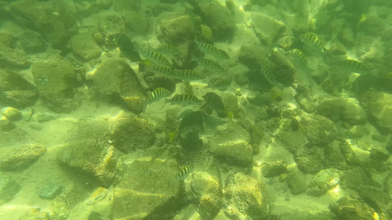 Small striped fish over rocks in green shallow water