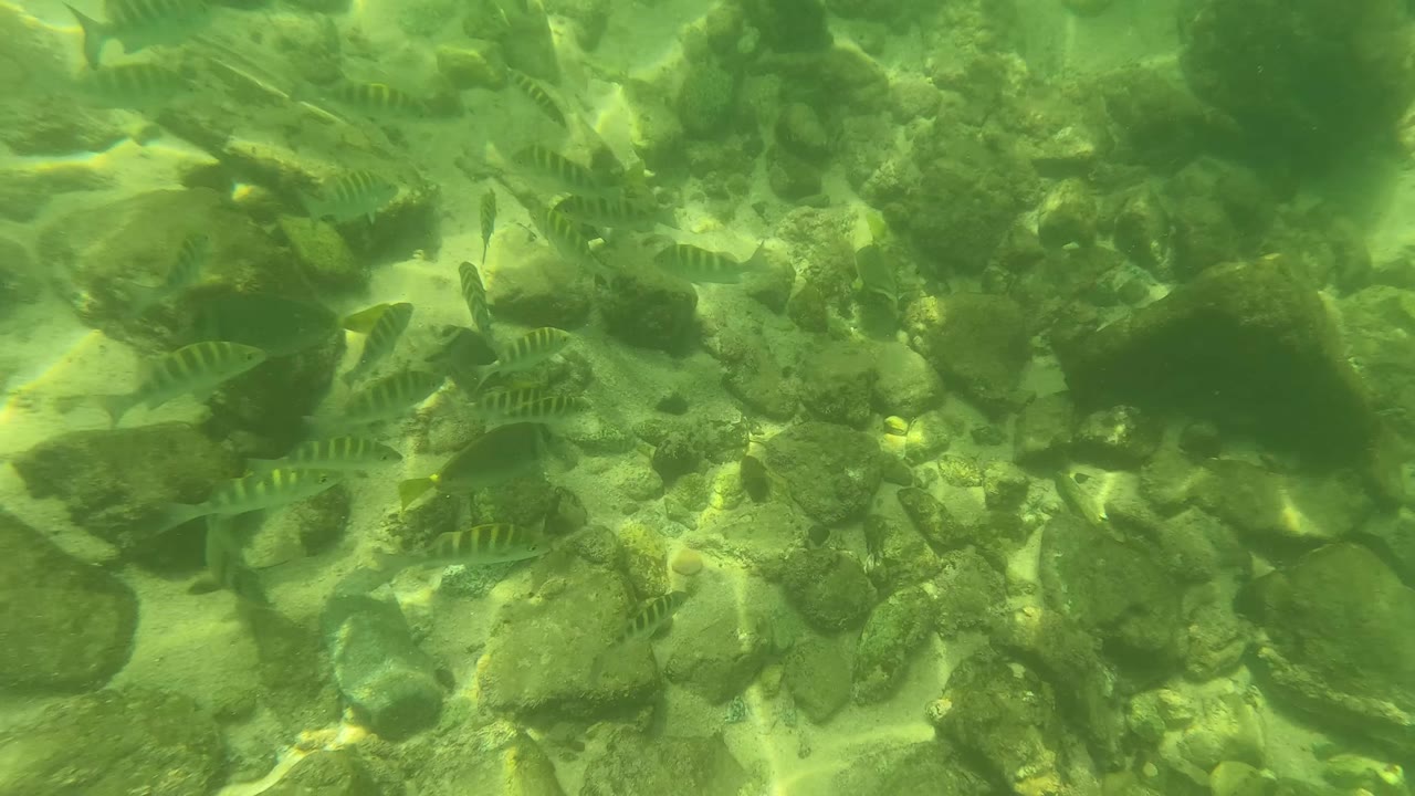 Striped fish spread across the middle of the frame above sunlit rocks and pale sand in San Jose del Cabo, with no visible people.