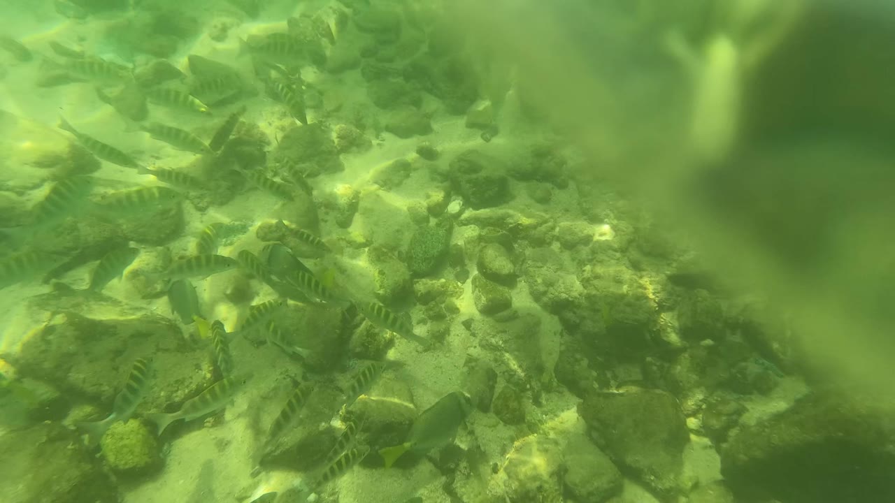 Several small striped fish swim near uneven rocks and darker underwater growth in San Jose del Cabo, while soft water distortion blurs the upper right and no people are visible.
