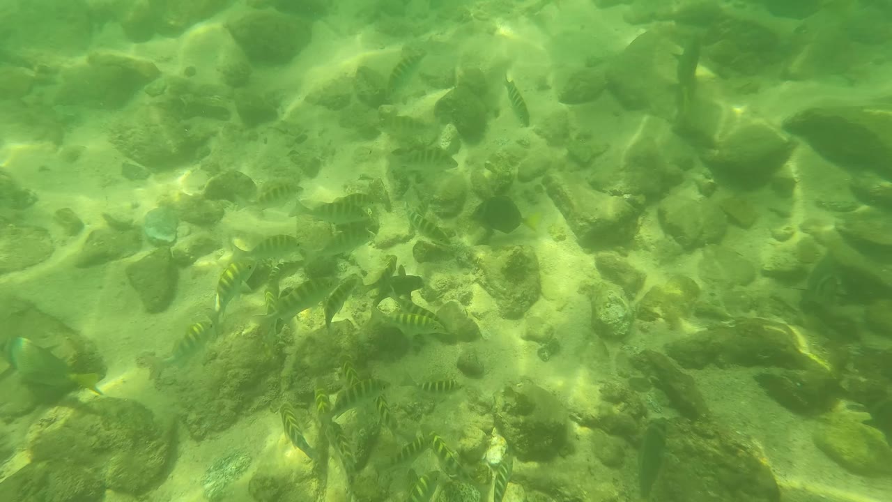 Small striped fish cross a shallow rocky riverbed in San Jose del Cabo, with pale sand gaps, rounded stones, green water, and no visible people.