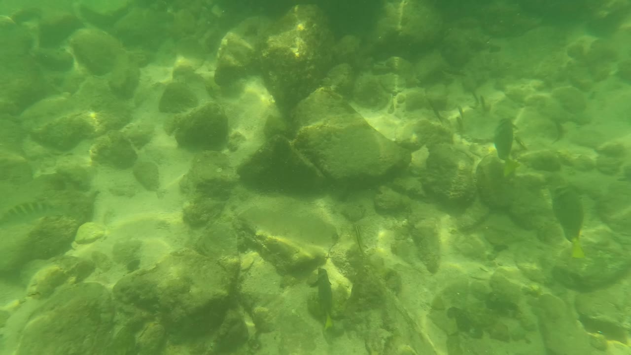 Underwater frame in San Jose Del Cabo showing green clear water over rocks, small fish in the left and center areas, and part of a blue-and-black gloved hand at the upper right edge with no visible faces.
