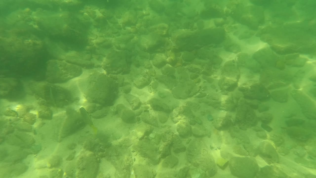 Small fish swimming over a rocky underwater bottom