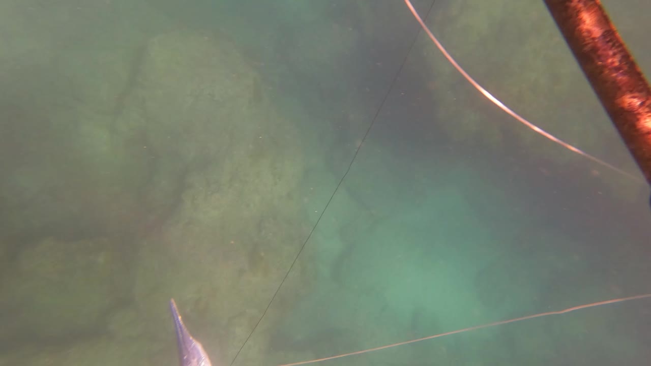 Small hooked fish near underwater rocks and fishing line