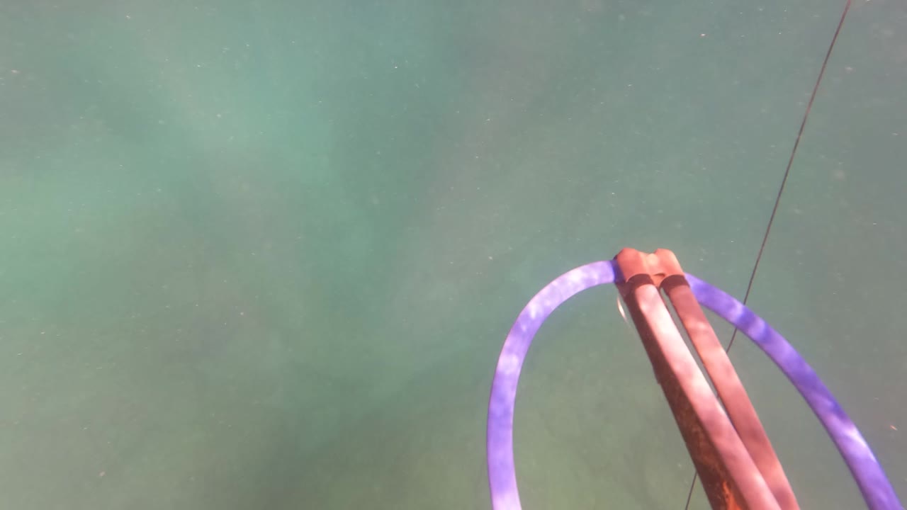 Spearfishing spear with purple band over clear shallow water