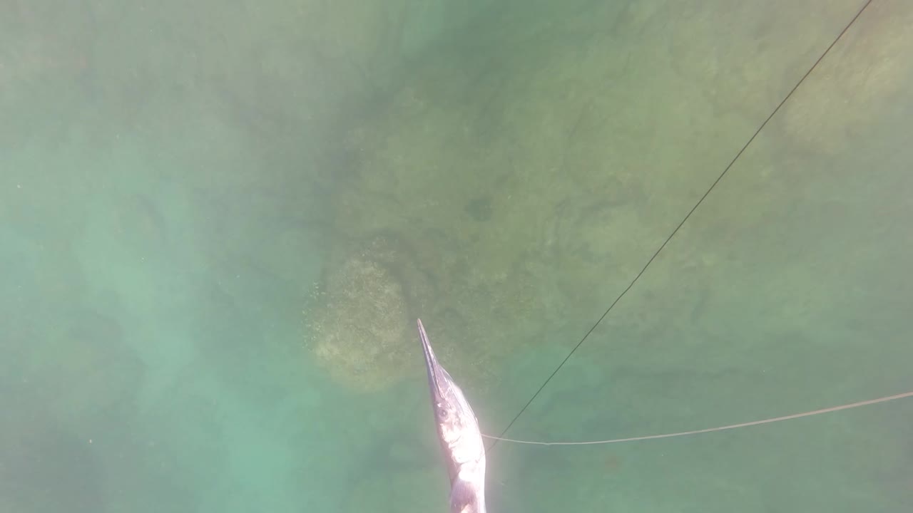 A small silver fish appears at the lower left near a taut spear line over clear shallow water and rocky seabed in San Jose Del Cabo, with no visible people.