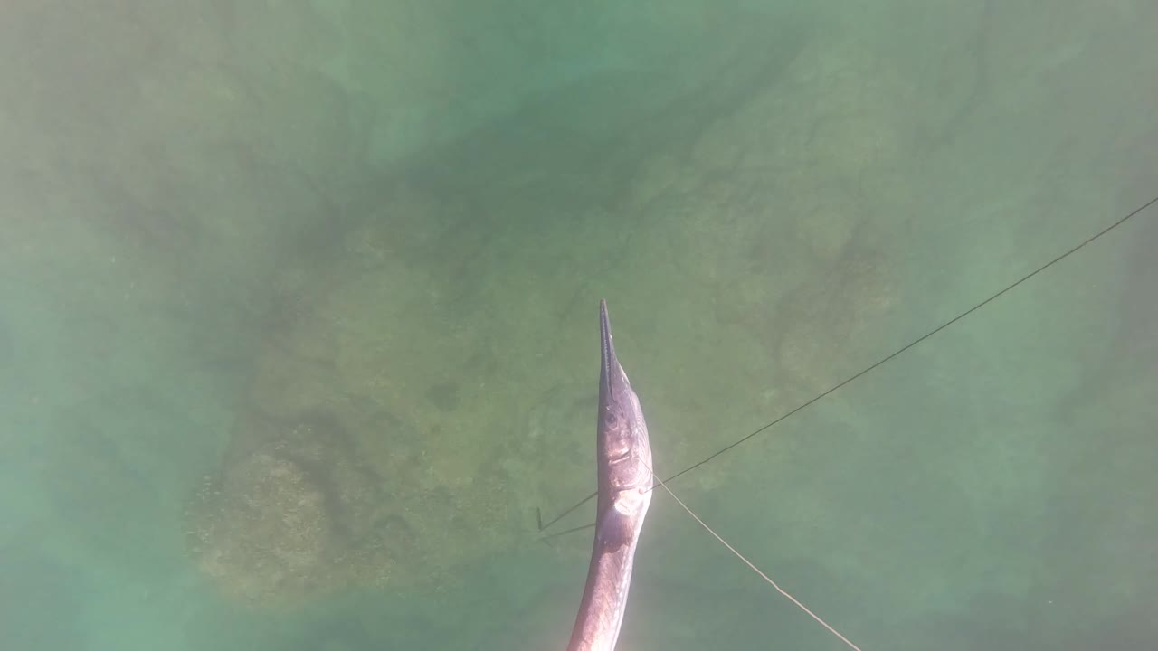 A caught fish appears near the left side of clear green-blue water in San Jose del Cabo, with a spearfishing line crossing the frame and no visible people.