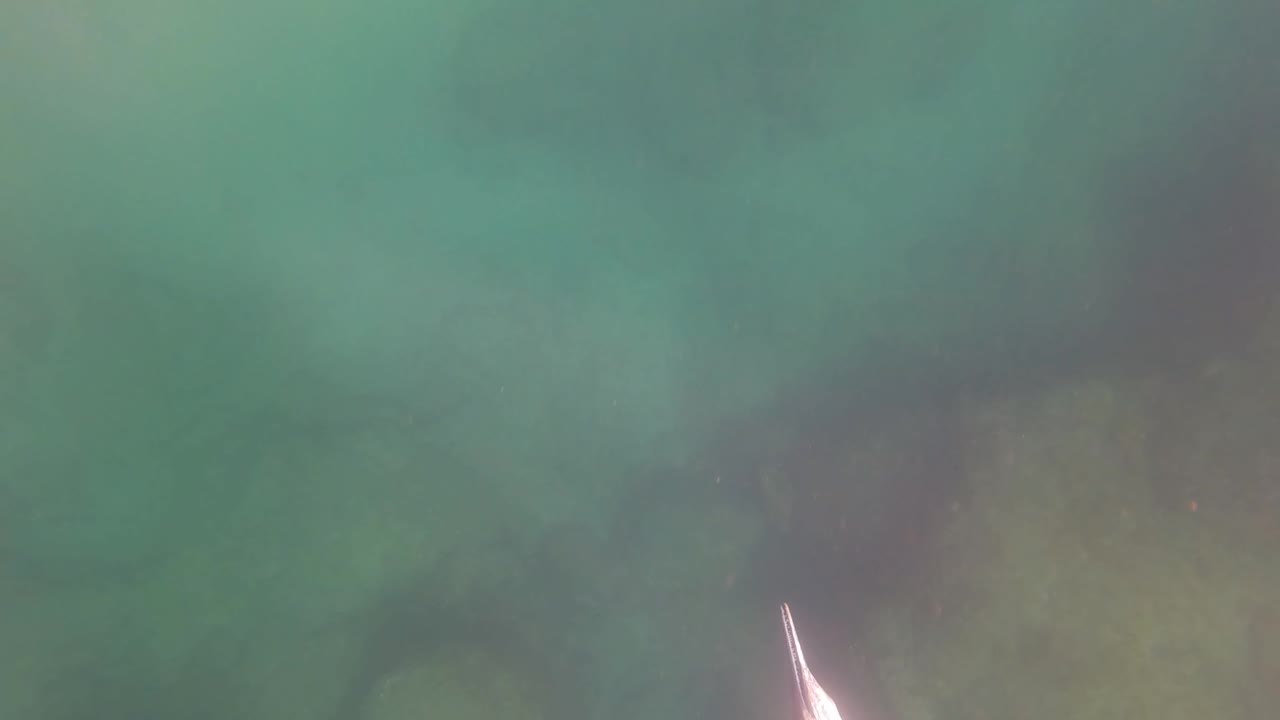 Underwater rocks in green water with a pale fish shape near the bottom