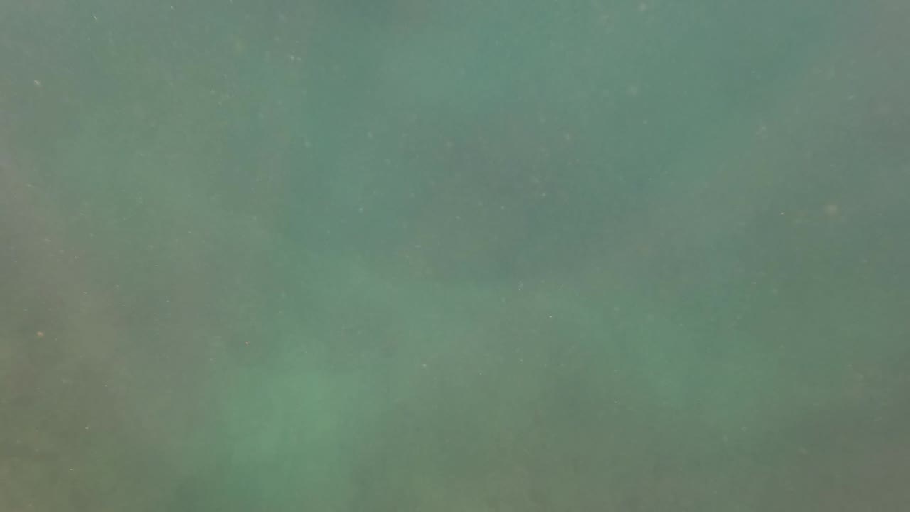 Murky green water surface with faint darker patches.