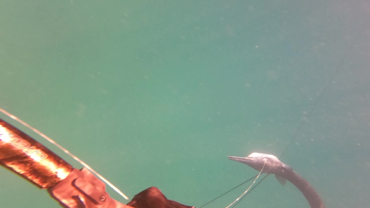 A speargun extends into green underwater visibility near San Jose Del Cabo, Mexico, with a gar fish ahead in the midground and no visible people.