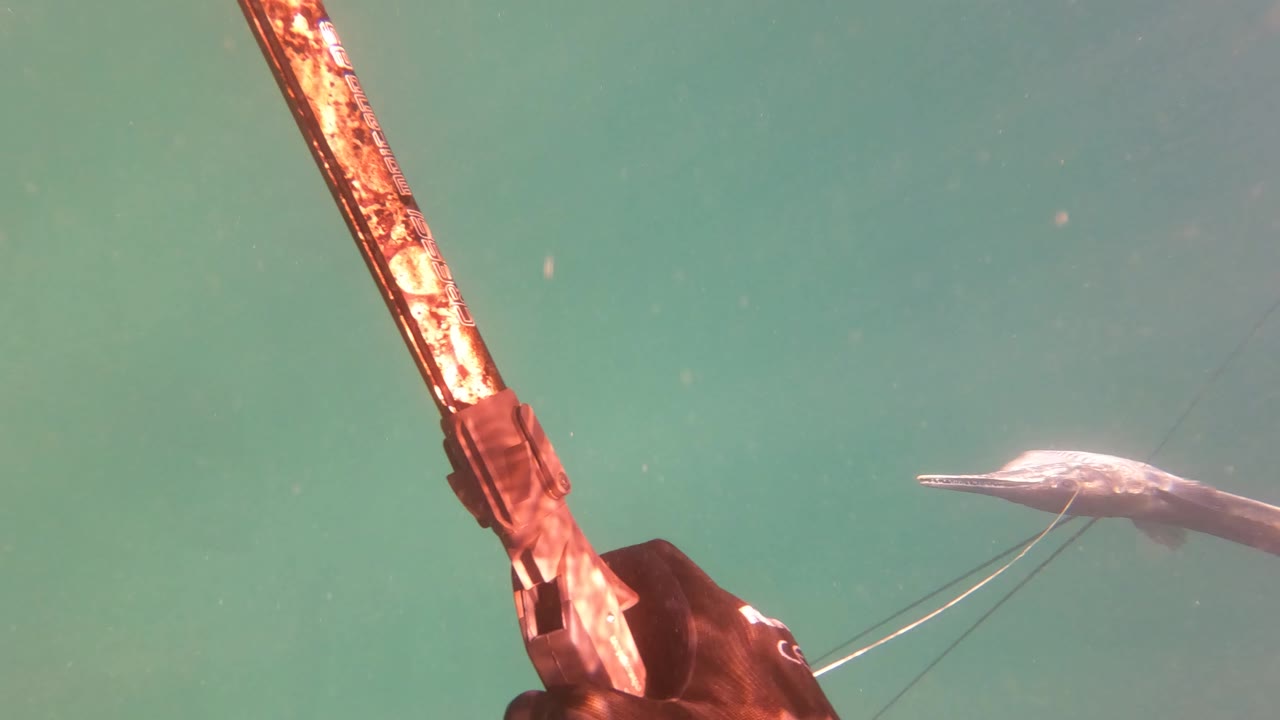 A gloved hand holds the speargun upright in green water near San Jose Del Cabo, Mexico, while a gar fish remains ahead and no face or body is visible.