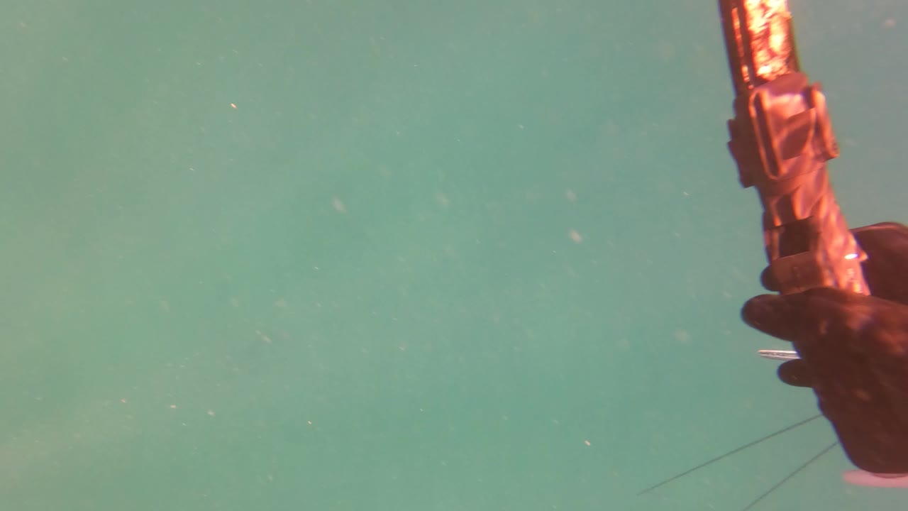 The gar fish moves across the midground in green water near San Jose Del Cabo, Mexico, with the speargun and gloved hand at the right edge and no visible people.
