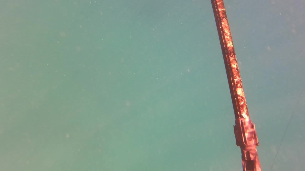 Speargun angled through green underwater visibility.
