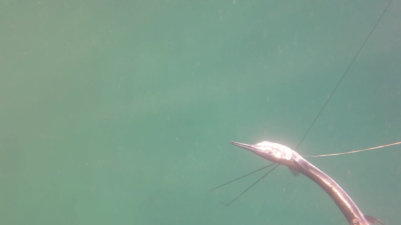 Long-nosed fish near the top of the frame in blue-green water in San Jose Del Cabo, Mexico, with fine suspended particles and no visible people.