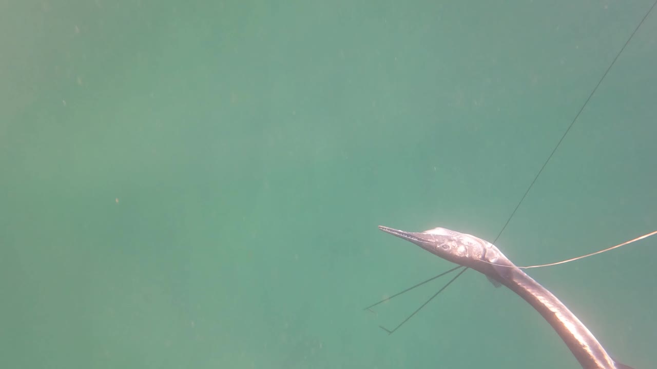 Long-nosed fish angled across clear green-blue water in San Jose Del Cabo, Mexico, with thin whisker-like fins trailing and no visible people.