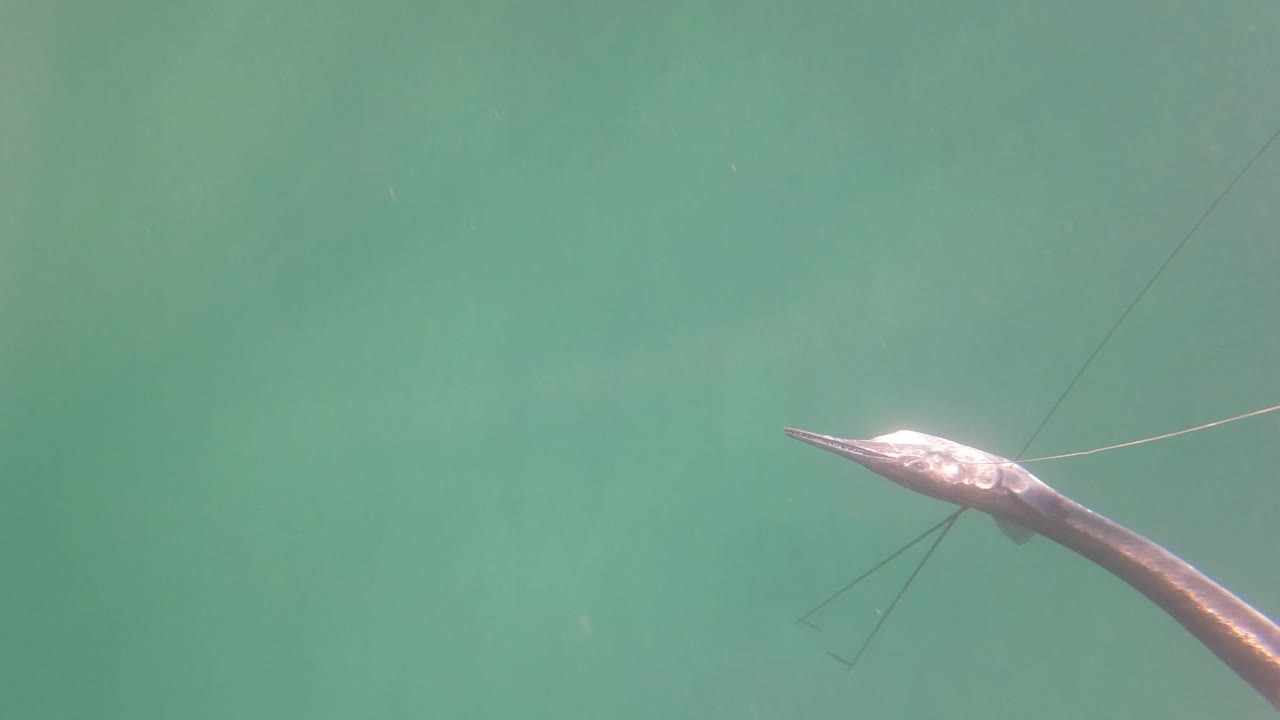 Long-nosed fish partly cut off at the right edge of blue-green water in San Jose Del Cabo, Mexico, with its thin fins still visible and no visible people.
