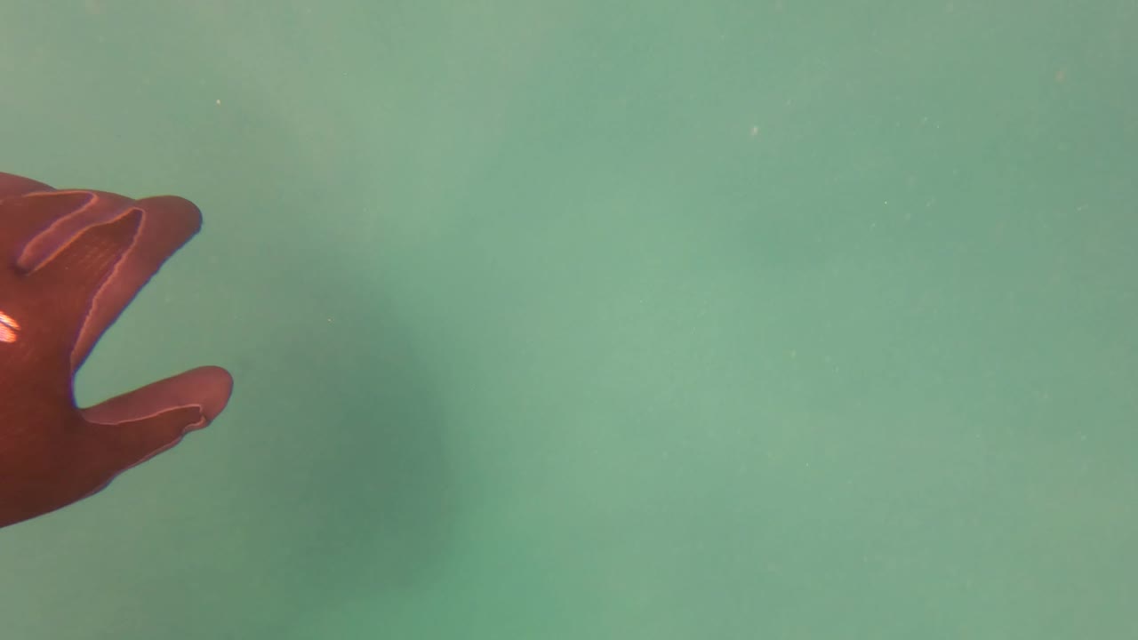 A red tentacle curves in from the left edge of clear green water in San Jose del Cabo, with soft shadowing and no visible people.