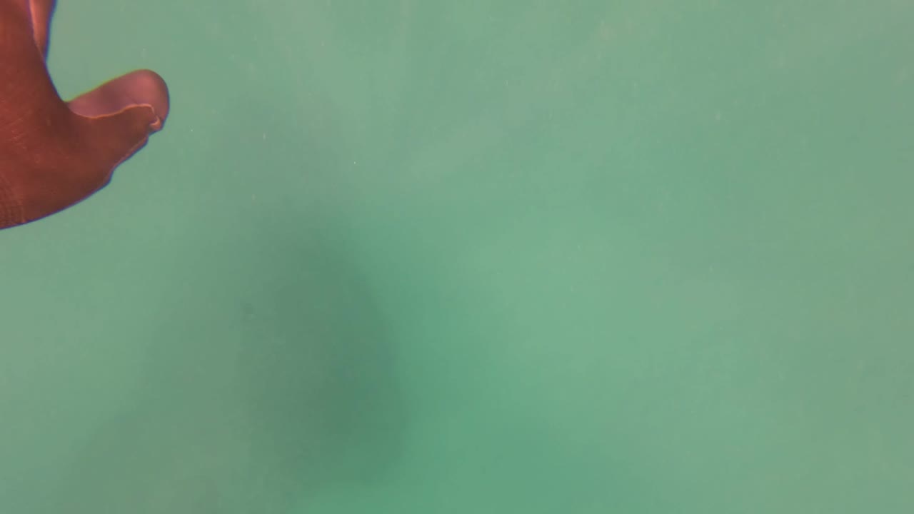 Red tentacle tip near top left in green water