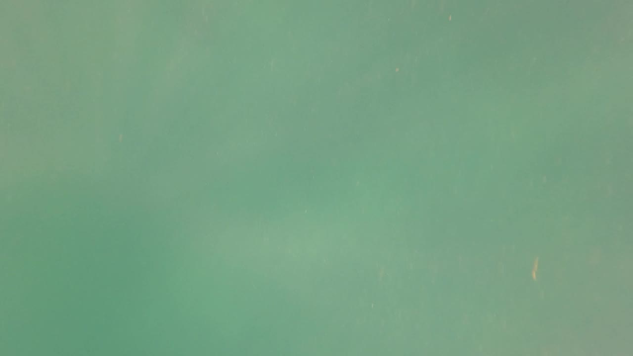 Open green water in San Jose Del Cabo with faint floating specks and no visible people one second into the clip.