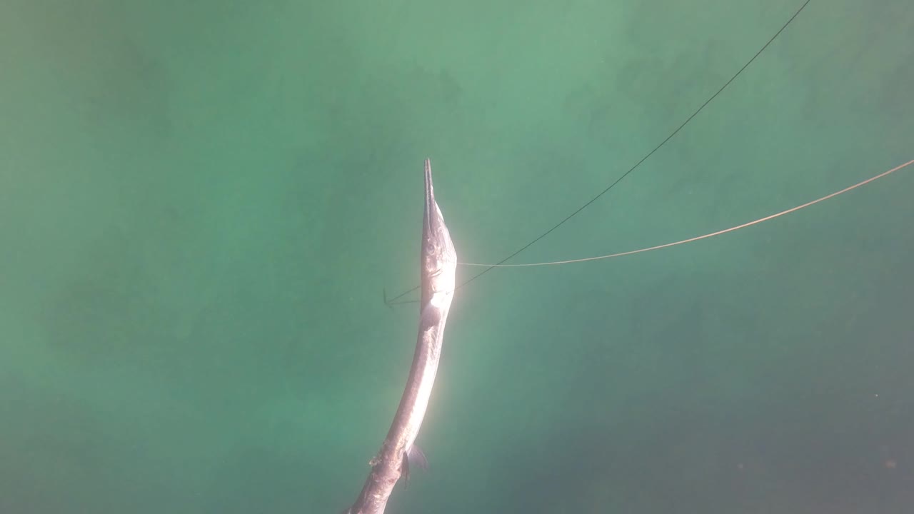 Long silver fish on a taut fishing line in clear turquoise water near San Jose Del Cabo, with soft seabed texture below and no visible people.