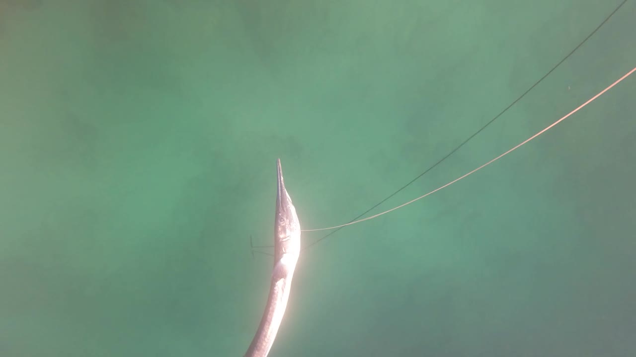 The fish is partly cropped at the lower edge while fishing line angles across clear turquoise water near San Jose Del Cabo, with no visible people.