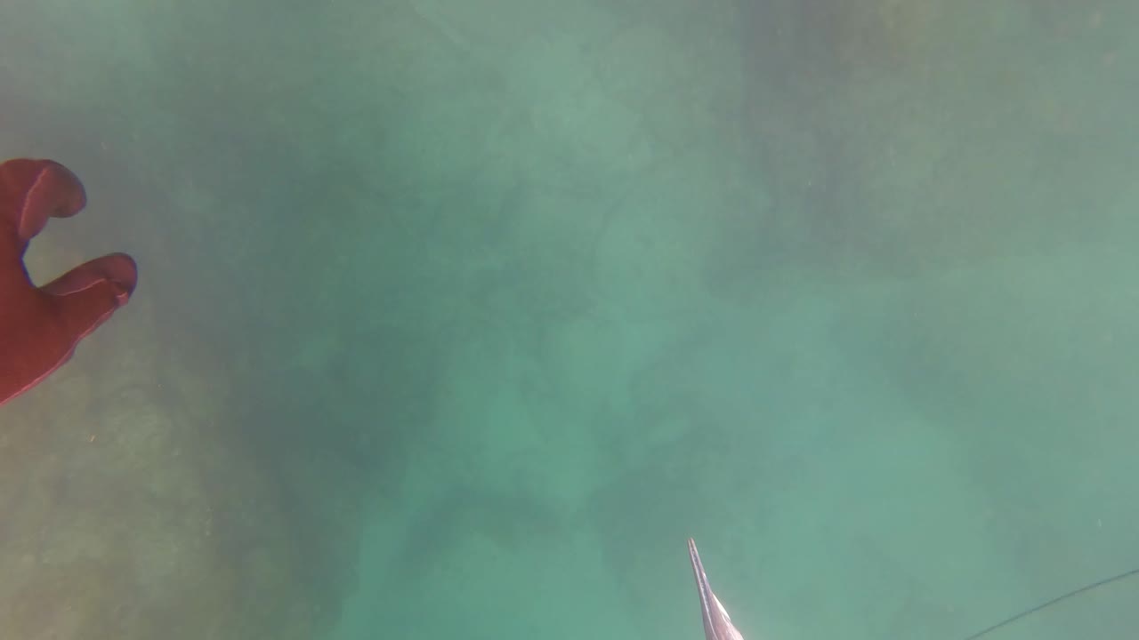 Red-gloved hand and partial fish in clear underwater scene