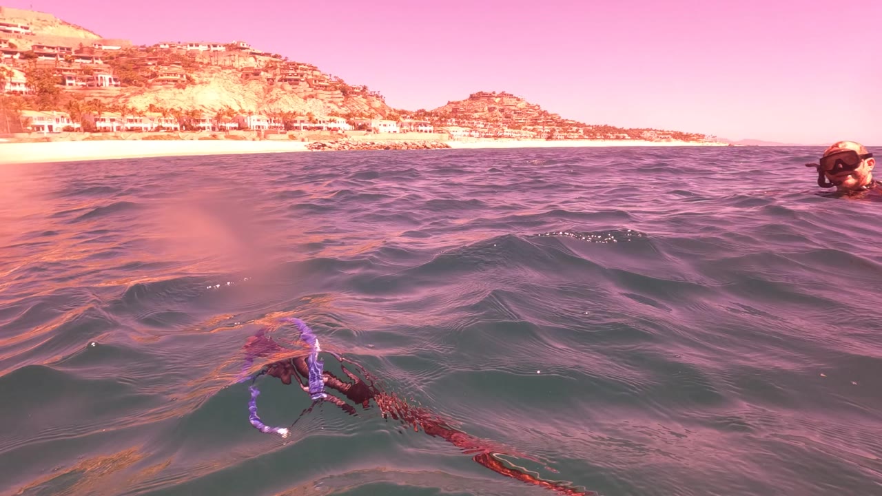 A snorkeler is partly visible at the water surface in San Jose del Cabo, with a red line and purple loop in the foreground and coastal hills and buildings across the horizon.