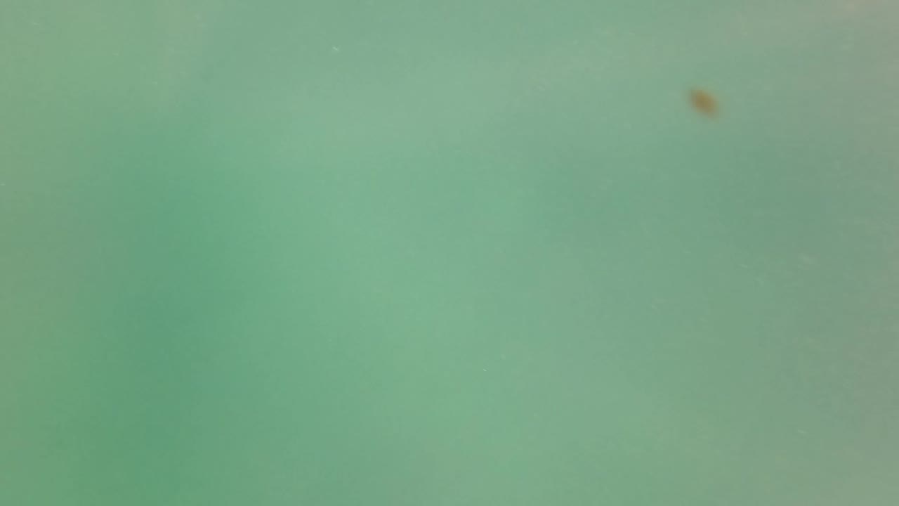 Green underwater field with particles and a faint darker shape.