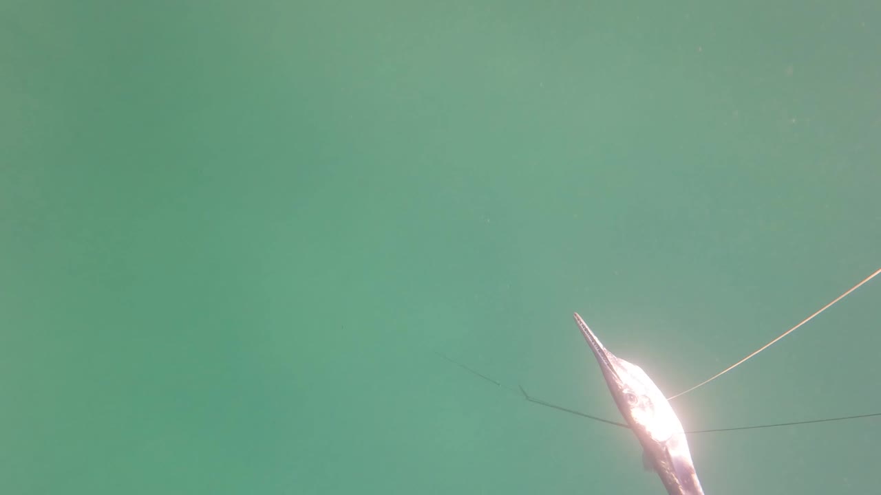 A large game fish is partly visible near the top of green underwater frame in San Jose Del Cabo, with a taut fishing line crossing the water and no visible people.