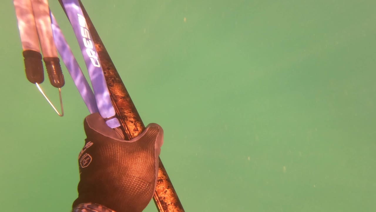 The speargun and blue bands remain high in the San Jose del Cabo underwater frame while the green water background stays mostly empty, with no visible people.