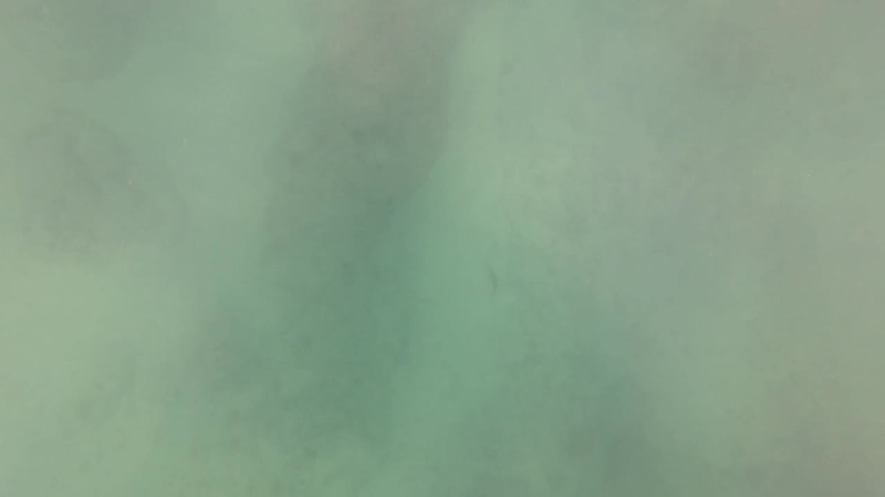 Hazy green underwater frame with darker seabed patches.