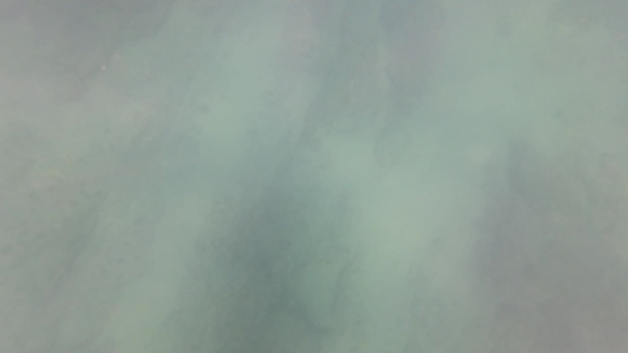 Empty murky green underwater view after hand disappears