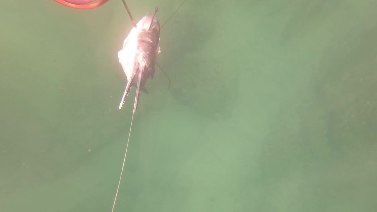 A longnose gar hangs vertically underwater in green water in San Jose Del Cabo, Baja California Sur, with fishing line trailing below and no recognizable people visible.