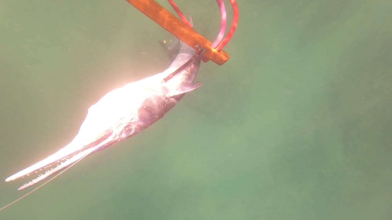 Close underwater view of a longnose gar snout near colored fishing gear.