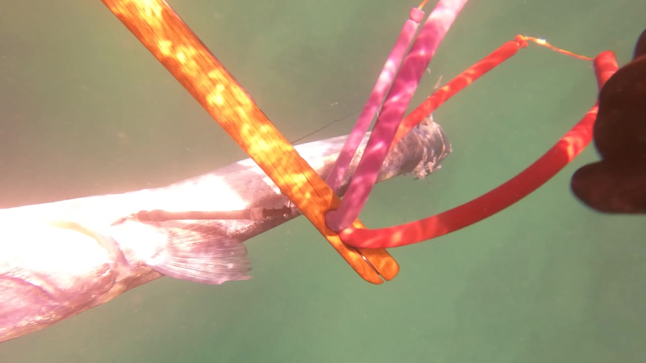 The longnose gar is partly obscured by orange and pink fishing gear in green water in San Jose Del Cabo, with a dark gloved hand at the edge and no recognizable face visible.