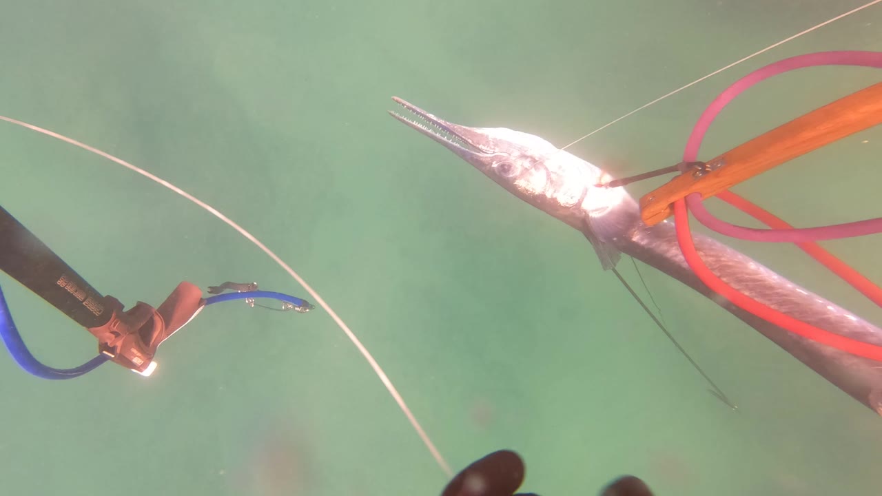 Underwater frame from San Jose del Cabo, Mexico, with speargun gear, a line, part of a fish, and a hand entering the lower edge of green water.