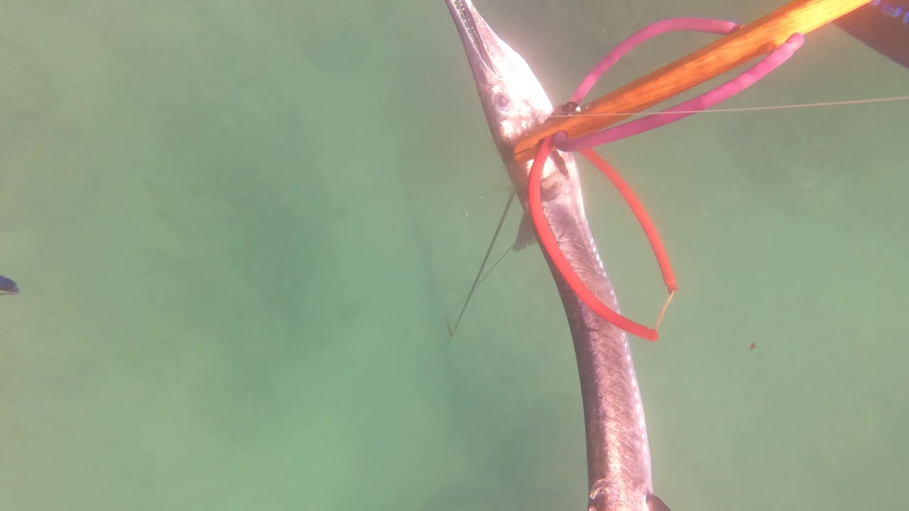 Silver fish beside red gear loop underwater