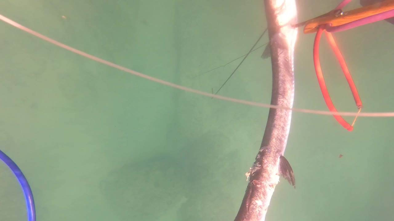 The caught fish is seen vertically near speargun gear, red line loops, and a taut fishing line in green water near San Jose del Cabo.