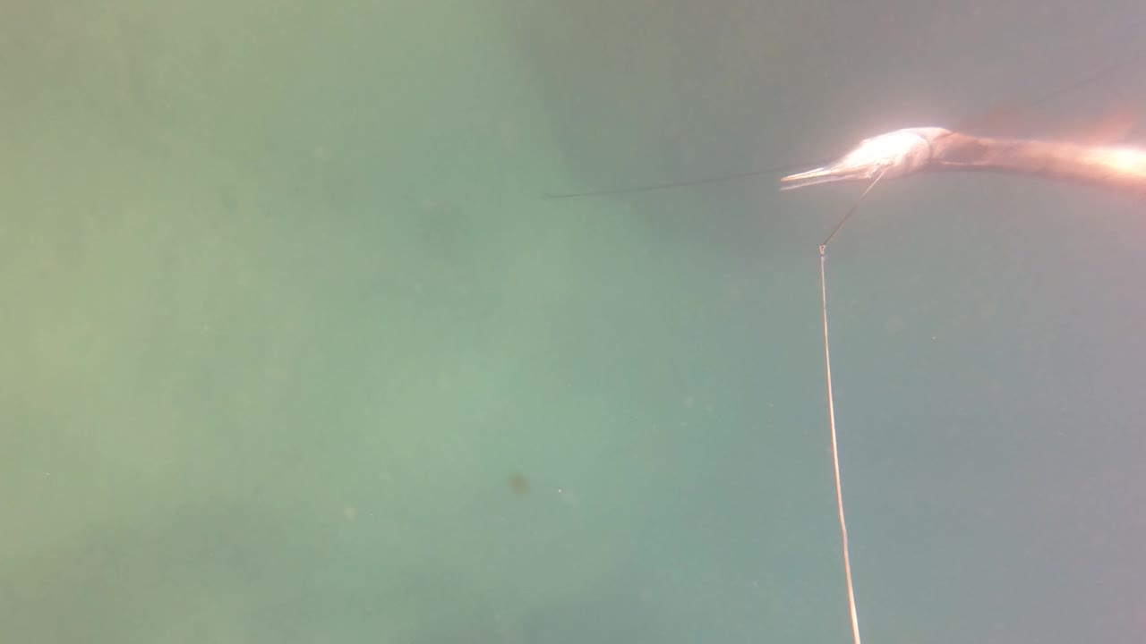 Small hooked fish near the upper right of murky green water in San Jose del Cabo, with a thin line dropping downward and no visible people.