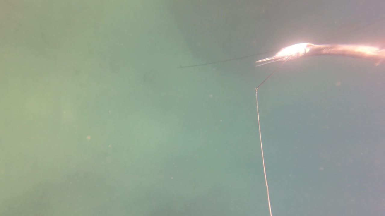 Hooked fish and vertical fishing line underwater