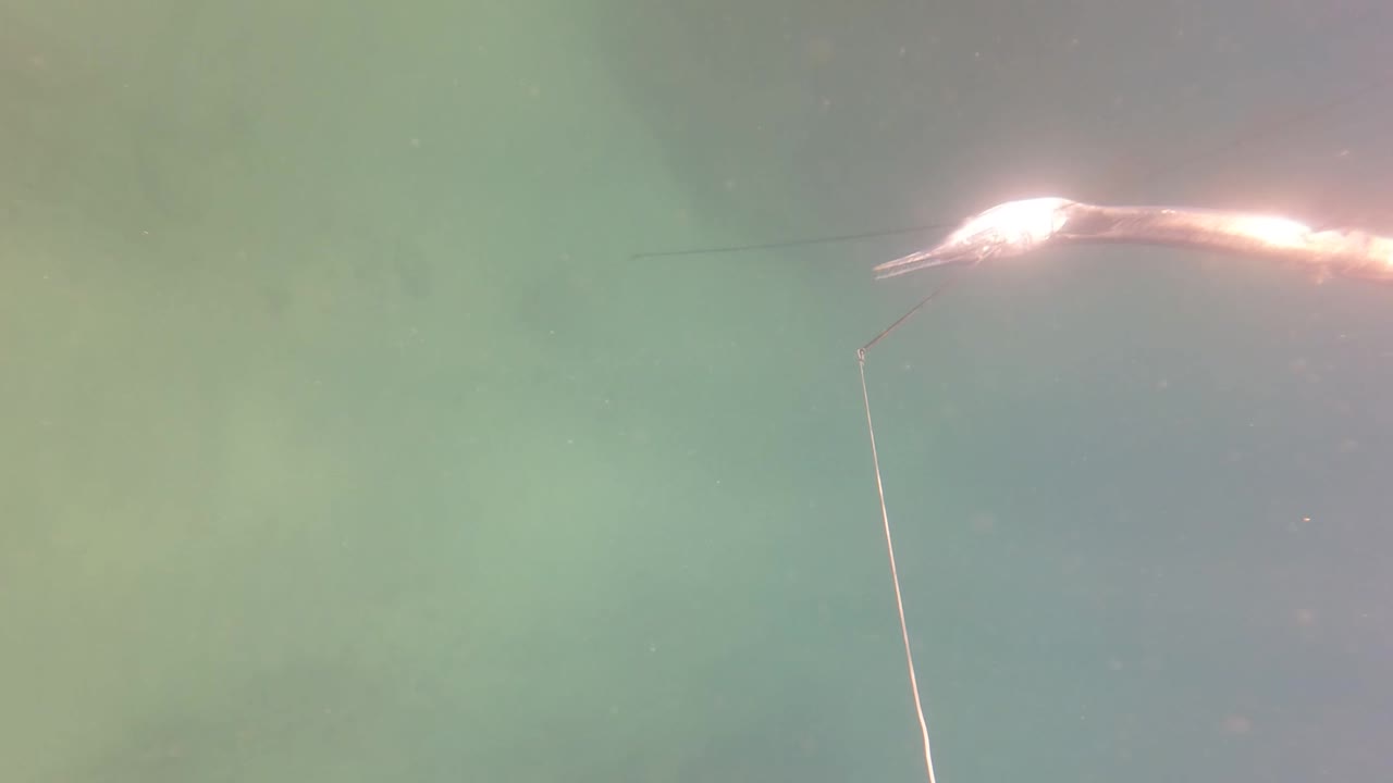 Small fish on a line sits closer to the upper right edge in murky San Jose del Cabo water, with the line angled down through the frame and no visible people.