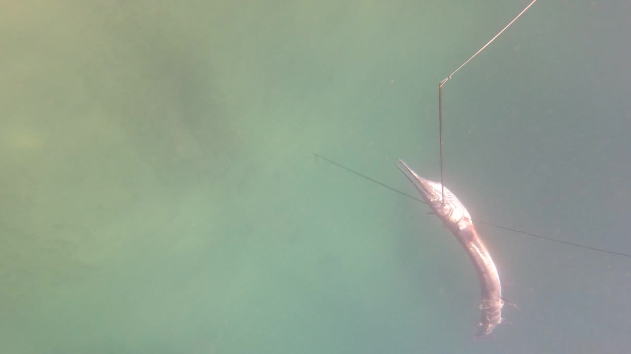 A large silver fish on a fishing line appears near the surface of San Jose Del Cabo water, with glare on its body and no visible people.