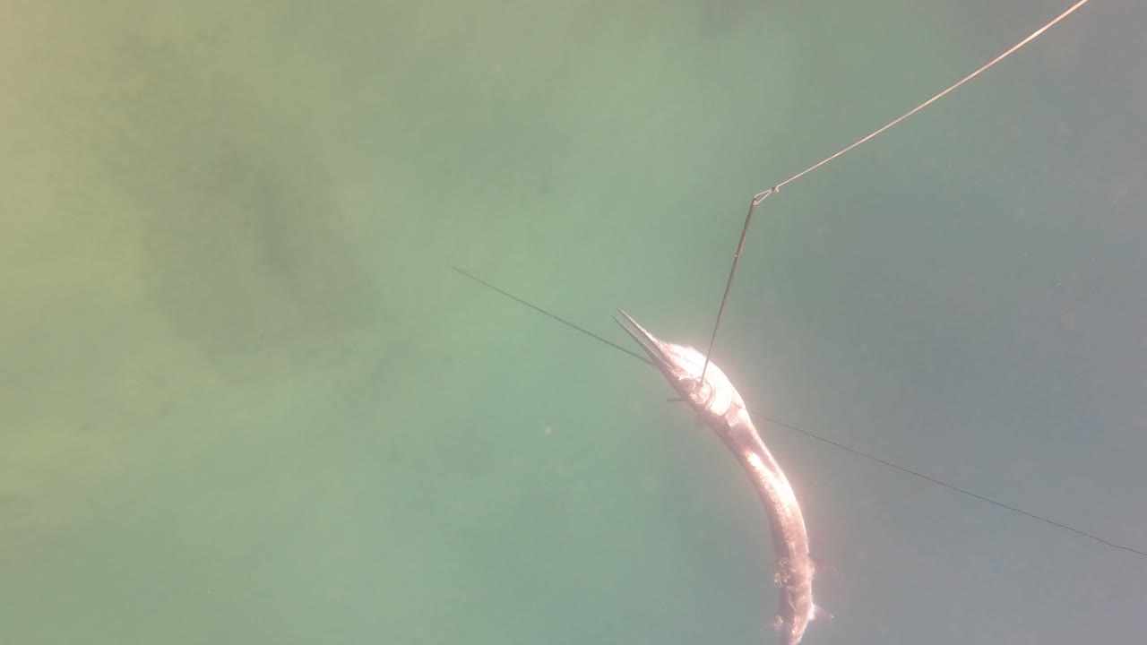 The hooked fish remains visible in San Jose Del Cabo water as the fishing line angles across the frame, with no visible people.